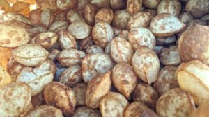 pani puri reengus